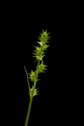 Carex sparganioides #6
